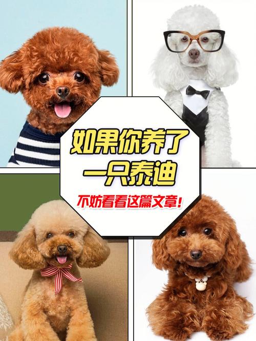 干货！自己动手帮泰迪犬美容的5个步骤_省钱又安全(狗狗毛發幹貨)