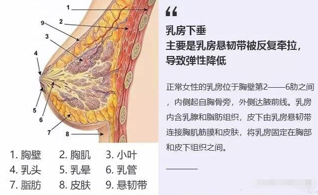 韩啸做客新浪医美_畅谈拯救胸部下垂不为人知的秘密(乳房下垂韌帶)