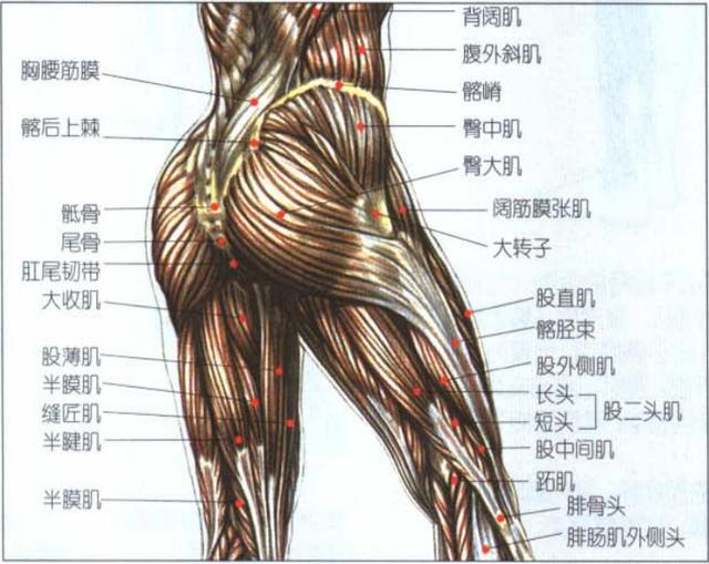 知识科普仅供参考(臀部肌肉要做)