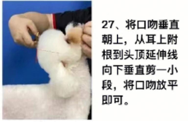 泰迪犬的这些美容步骤_主人掌握后能保持它的魅力(美容主人步驟)