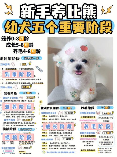 比熊犬美容的详细步骤_大家一起来学习(狗狗毛發修剪)