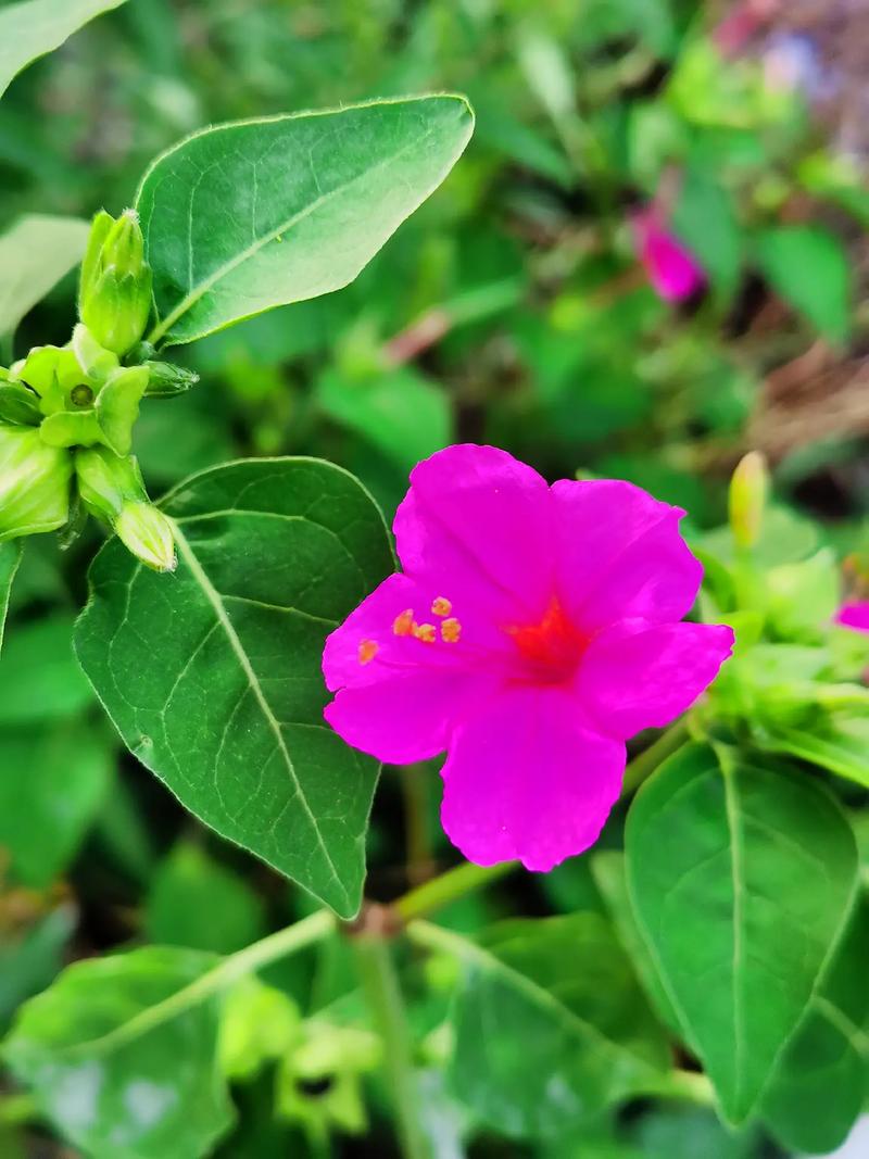 种子似地雷_人称“胭脂花”_养在家里好处多_美容养颜有奇效(紫茉莉胭脂種子)