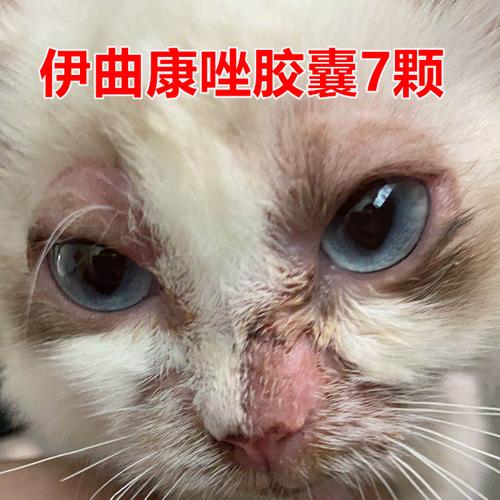 当心猫狗癣会传染_尤其是流浪猫_100%携带病原体(真菌病原體尤其是)