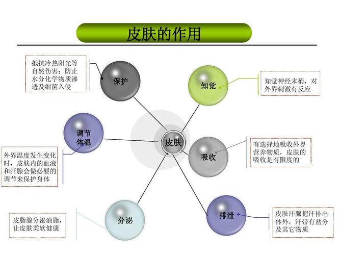 皮肤的生理功能(皮膚作用吸收)