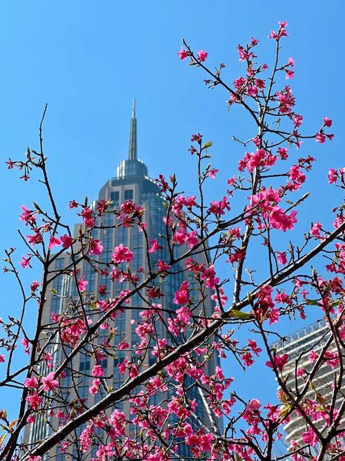 广州市花都区花城千喜美容皮肤中心被罚款1000元(市花花城公共場所)