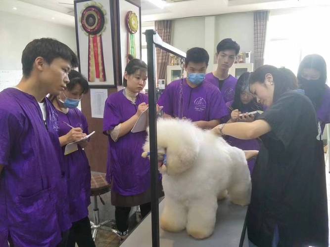 福宠展牵手本土明星犬舍(方圓犬舍本土)