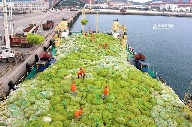 青岛优品｜浒苔还能敷面膜_优度生物打造独特海洋生态美容产品(優度海洋生物)