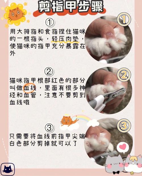 【猫咪美容护理详解】打造你的赛级猫咪(貓咪毛發趾甲)