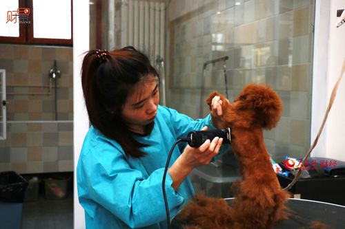 学习宠物美容培训一般去哪里(寵物美容師美容)