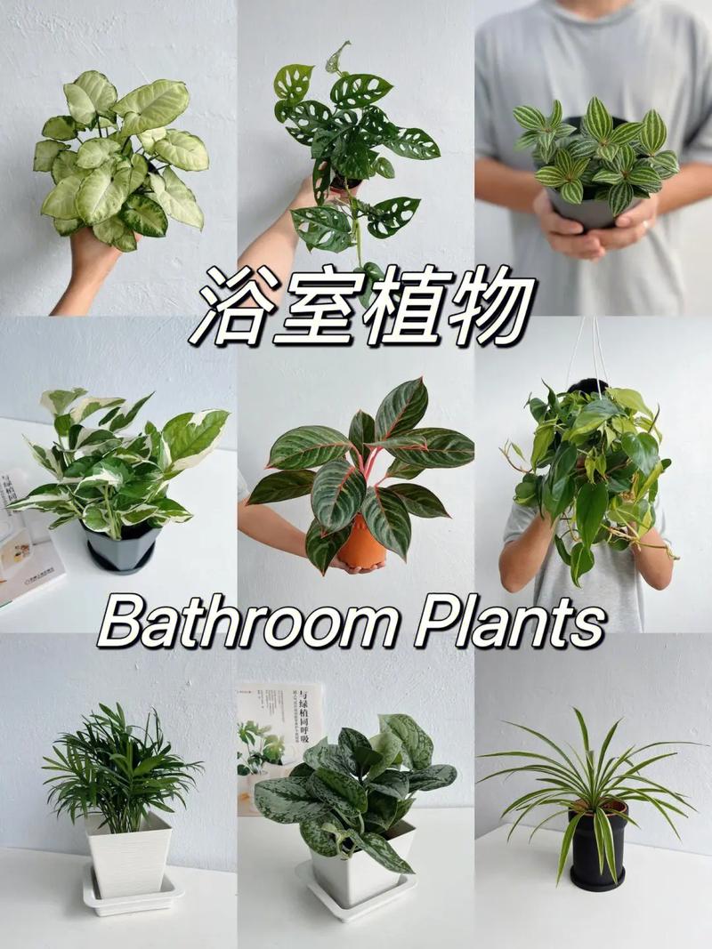 耐阴_耐湿_适合浴室种植的8种观叶植物(浴室植物葉片)