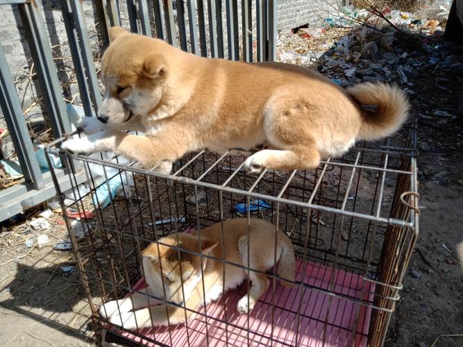 真实拍摄唐山最大狗市：柯基280元_正宗柴犬2400_禁养犬剃光光(正宗養犬拍攝)