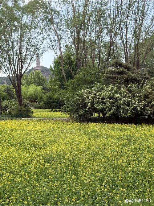 探秘北京西边的神仙公园：避世的绿洲_无门票的宁静天堂(公園避世神仙)