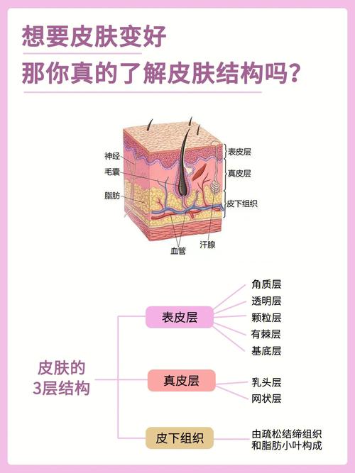 夏可叔叔讲美容——皮肤的结构(皮膚油膜細胞)