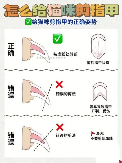 自己动手给宠物美容的操作大全(梳理趾甲長毛)