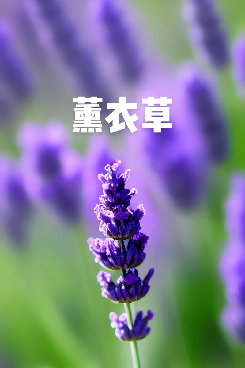 薰衣草有什么作用_薰衣草怎么养？(薰衣草有什麼作用)