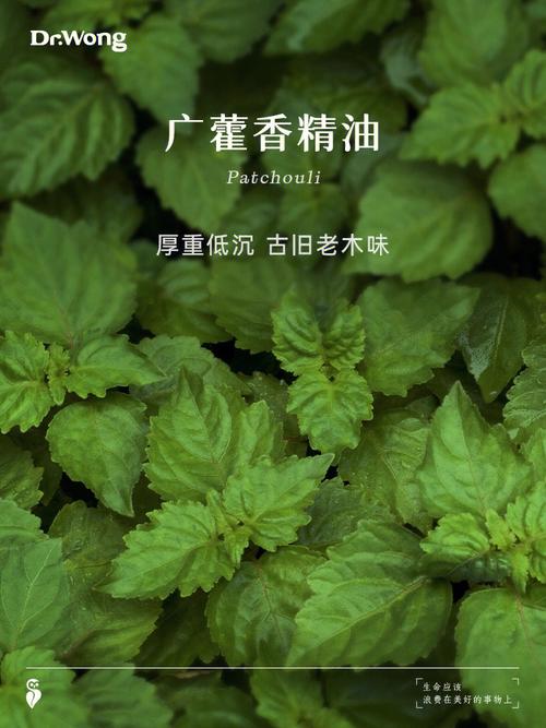 国内十大精油(精油植物芳香)