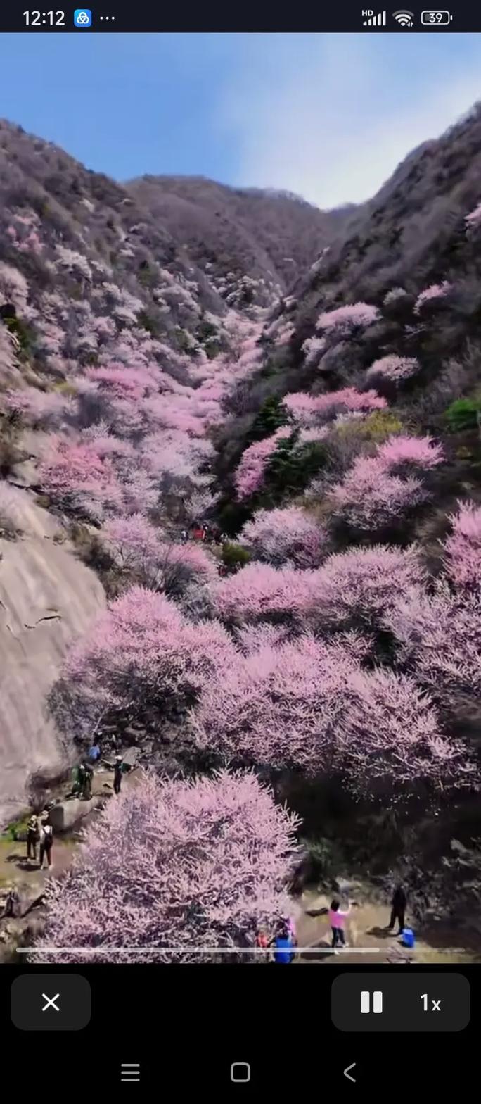 桃花盛开的季节_中医教你用桃花美容(桃花中醫美容)