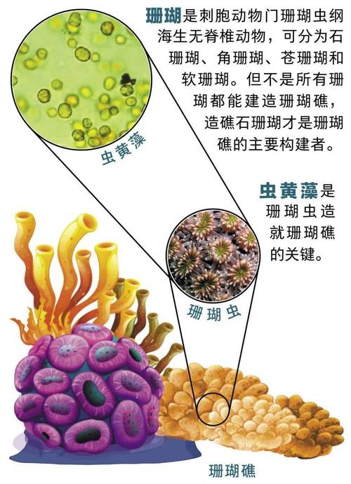 珊瑚为适应气候变化更换共生藻类(珊瑚共生藻類)