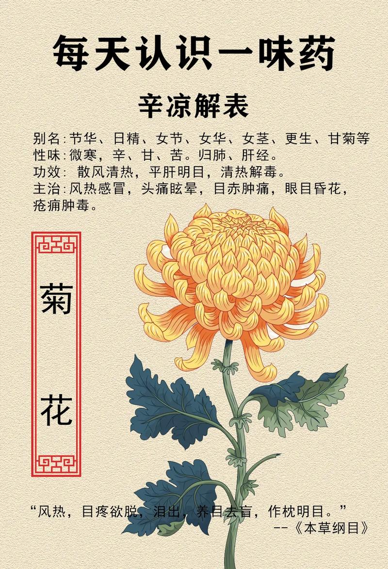 中药美容之菊花的美容功效及方法(菊花美容風熱)