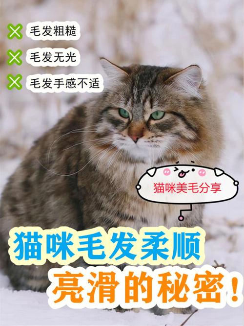 哈尔滨宠物美容店揭秘_对于猫咪美容_你不知道的秘密(貓咪毛發的是)