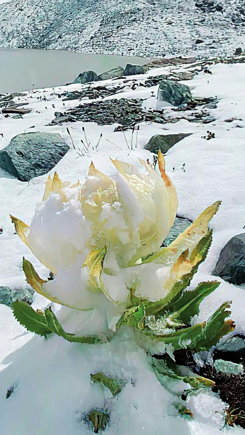 雪花莲越养越多_在积雪覆盖的地面上都能开花(雪花都能鱗莖)