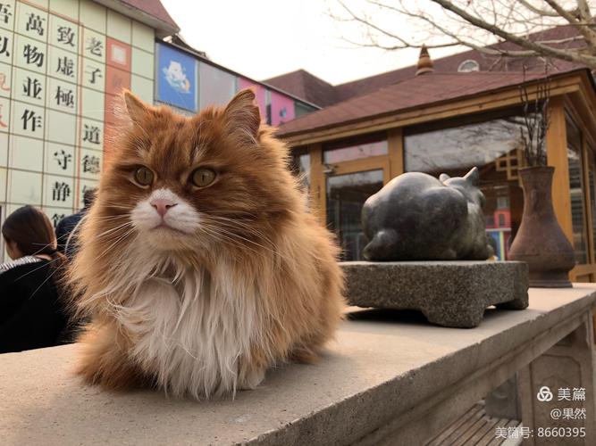 全国首家猫咪博物馆在我市落成(貓咪博物館首傢)