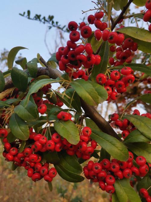 【栖霞山·植物百科】火棘：山禽引子哺红果_溪友得钱留白鱼(紅果白魚引子)