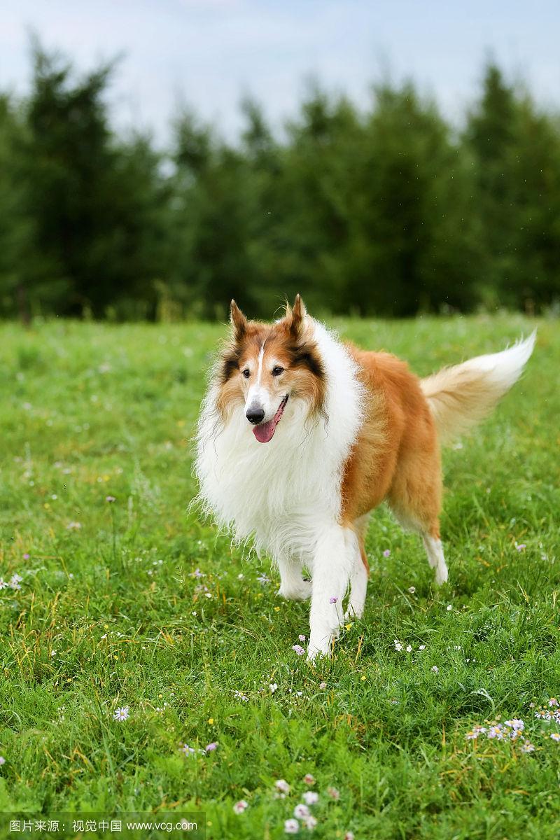 嘉峪关市镜铁西路有偿寻找苏格兰牧羊犬(牧羊犬西路有償)