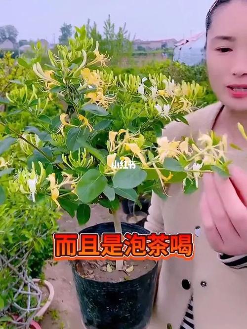 5种“女人花”_吃好又好闻_摘叶子花朵泡茶煲汤_养出娇嫩容颜(泡茶花朵女人)