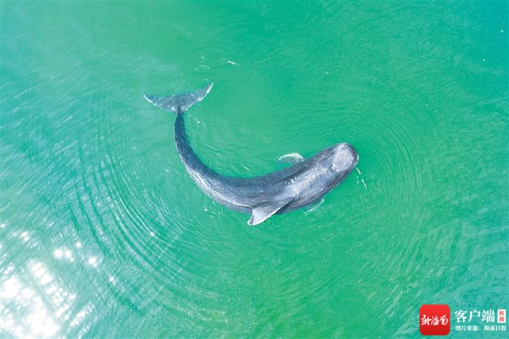 确认“海棠”已回归常态栖息地！这趟特殊经历还有哪些“鲸喜”？(海棠觀測領航)