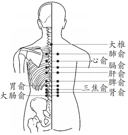 背部穴位这么多_功效也不一样_因此背部拔罐的禁忌要知晓(背部穴位禁忌)