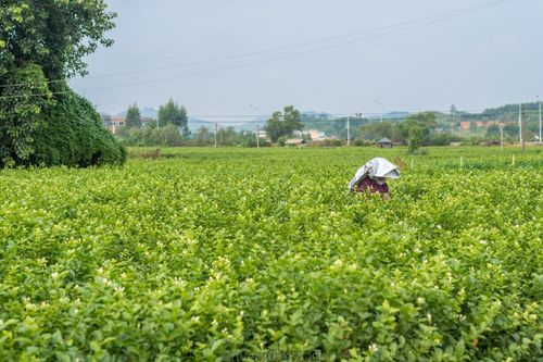 这个低调南方小城_凭什么成为中国最香的城市？(茉莉花小城茉莉)