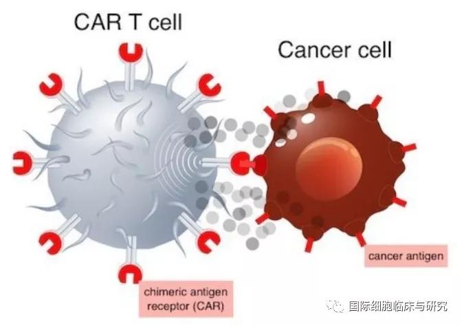CAR-T细胞疗法3大副作用_已有应对策略(細胞細胞因子綜合征)