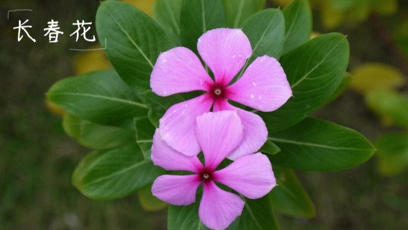 每天学习一种植物——长春花(長春花植物學習)