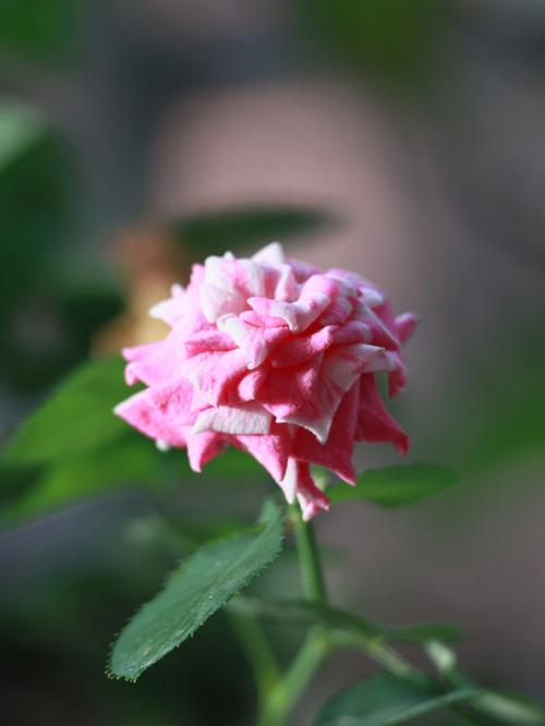 蔷薇水_让人卸下疲惫的玫瑰香氛(薔薇讓人卸下)