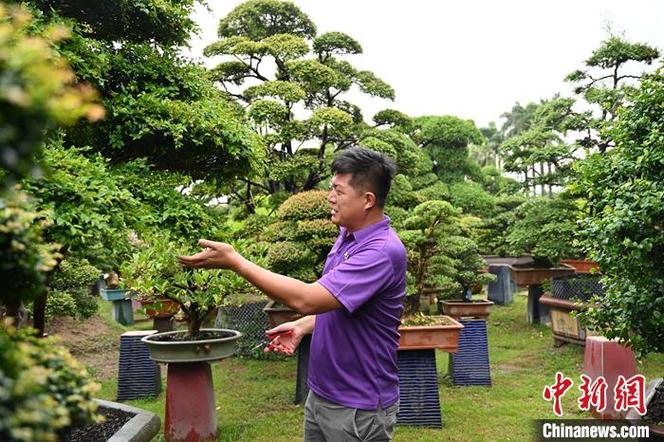 （台青话融合）方寸之间天地宽 台湾青年扎根佛山雕琢“盆景人生”(盆景園藝雕琢)