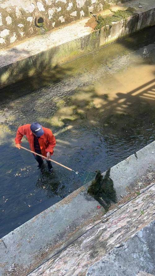 青浦：守护碧水清波_水面保洁员为河湖做“美容”(水草青浦打撈)