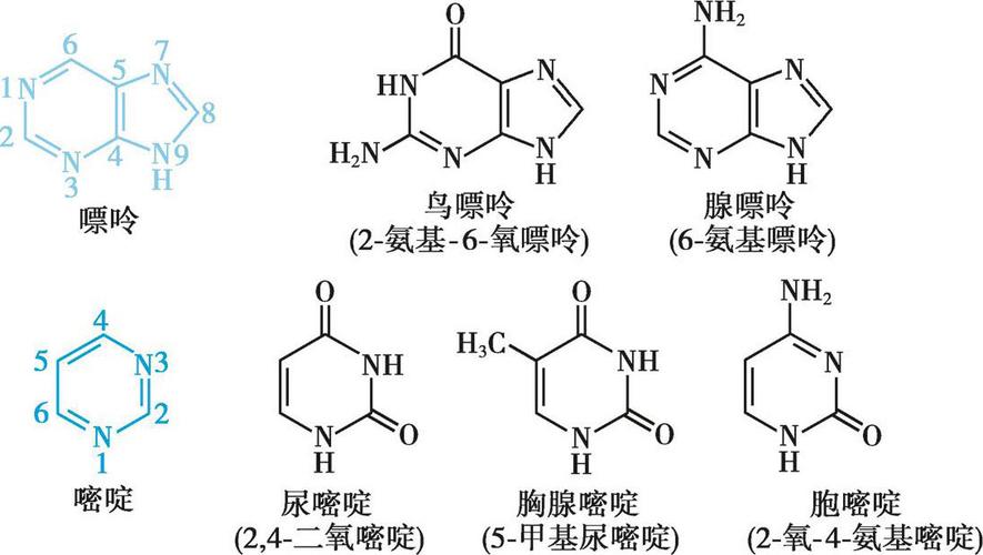 PN(多聚核苷酸)—瑞吉明技术总监王超云博士新定义(核苷酸結構總監)