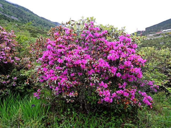 走进黑竹沟 | 遇见珍稀植物第二期：杜鹃(杜鵑黑竹第二期)