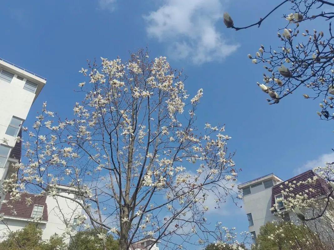 闵行这条知名高校赏花路线_人少景美还涨知识(閔行櫻花這條)