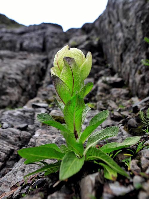 植物医生追溯中华九大仙草之一 高山雪莲成就纯净护肤新体验(高山植物醫生)