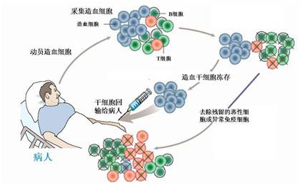 两万一针的干细胞？造假！(幹細胞細胞造假)