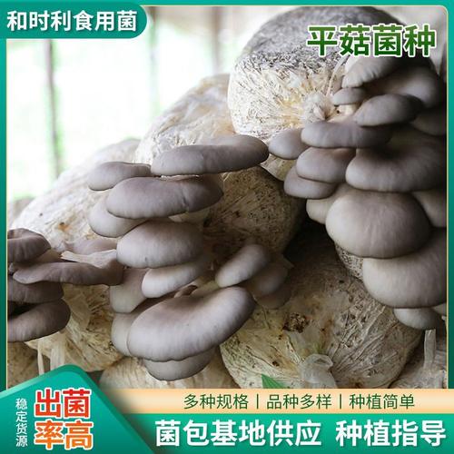 江苏灌南构建生态循环系统废菌包变“香饽饽”(灌南現代農業食用菌)