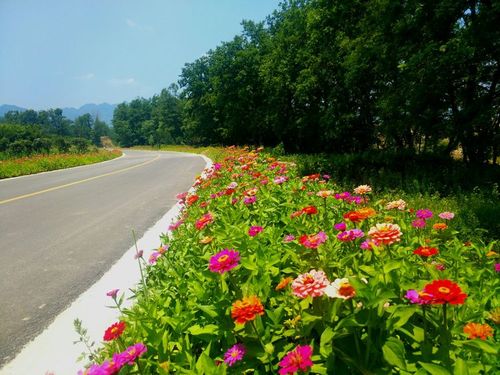 上榜全国“最美”_还有千亩花海可赏！杭州多条“宝藏”公路出炉(最美花海公路)