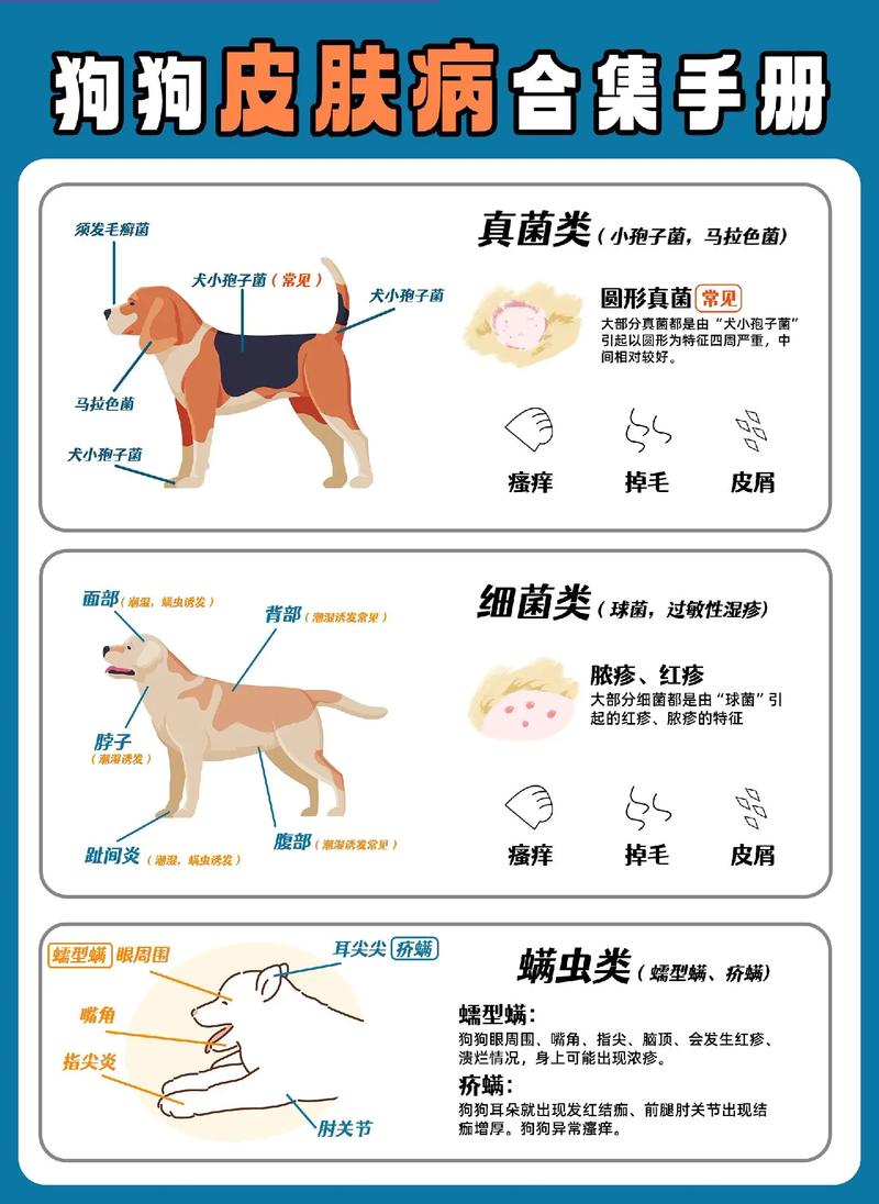 预防宠物皮肤病 春季护理有妙招(寵物皮膚病感染)