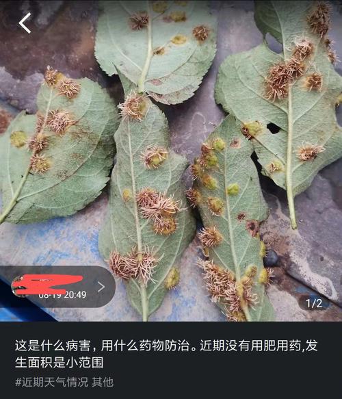 走进梨树中草药试验园：闻芳香扑鼻玫瑰_赏偏脸古城遗址_观蝶舞蜂飞(梨樹中草藥撲鼻)