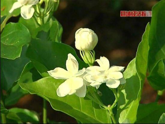 好一朵美丽的茉莉花——从两捆花苗到百亿元花产业：广西横县以花富民强县之路(茉莉花茶廠茉莉花茶)