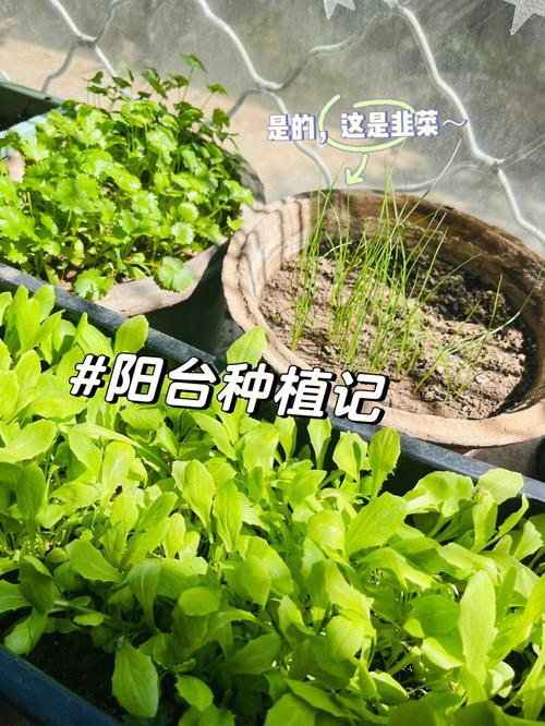 韭菜营养丰富_还能美容对白发有好处_高产栽培看5个小技巧(韭菜種植土壤)