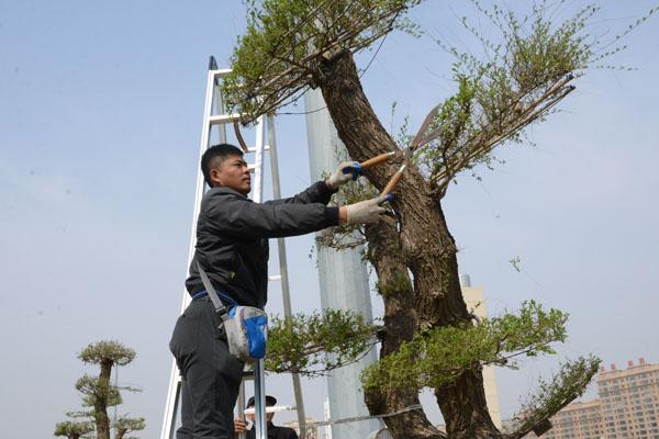 白银区武川乡：树木“美容”修剪忙(修剪樹木樹枝)