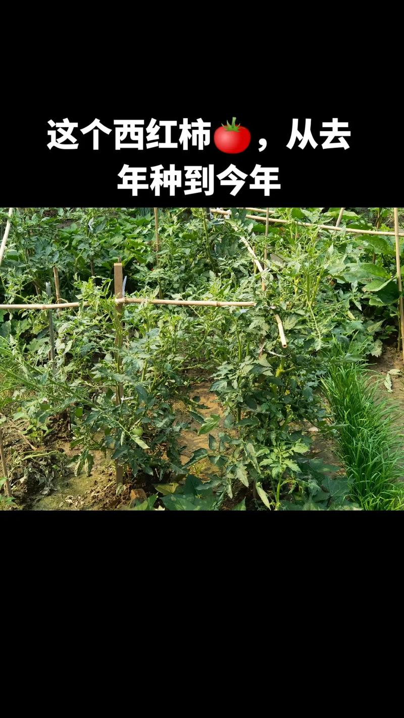 种植番茄_多久施肥一次_一周还是十五天？怎么施肥效果好？(施肥番茄澆水)